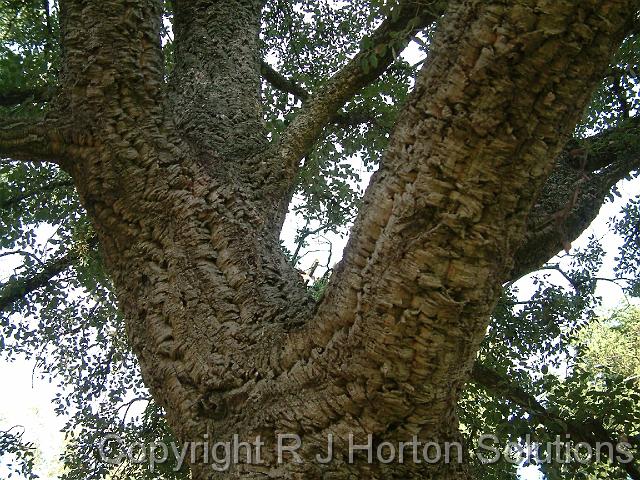 Cork oak trunk
